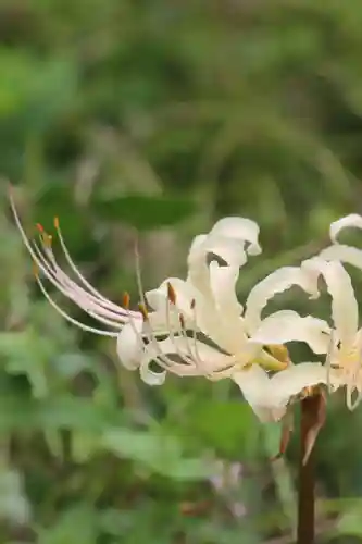 国宝 大法寺(長野県)