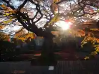 西善寺の自然