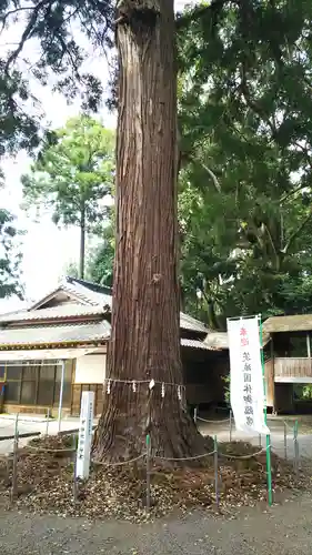 甲神社の自然