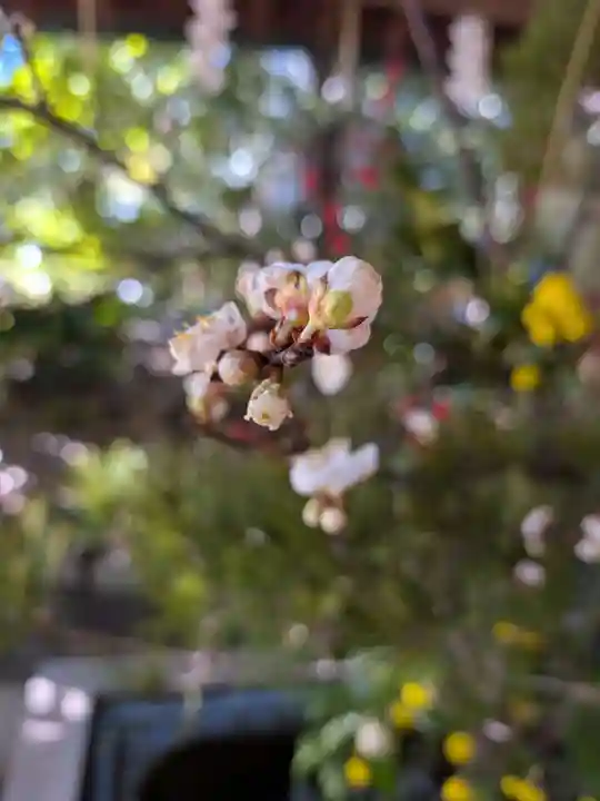赤坂氷川神社(東京都)