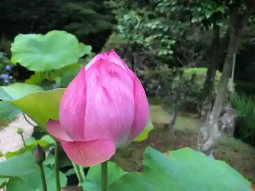 法金剛院の自然