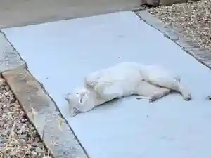 三輪神社の動物(2021年03月13日(土) 18時09分25秒投稿)