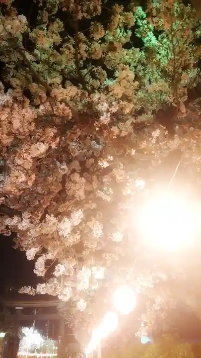 尾張大國霊神社(国府宮)の自然