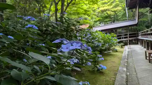 柳谷観音　楊谷寺(京都府)