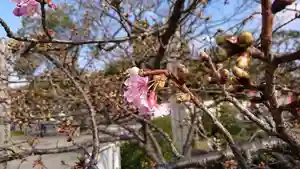 福田院の自然(2020年02月11日(火) 11時31分44秒投稿)