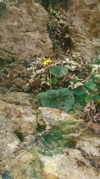 出雲大社の自然