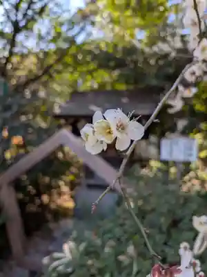 阿佐ヶ谷神明宮(東京都)