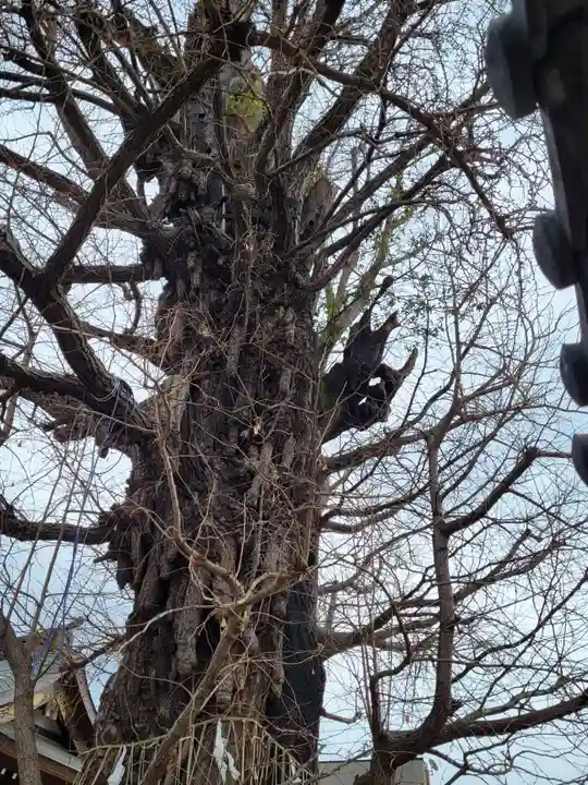 飛木稲荷神社の自然