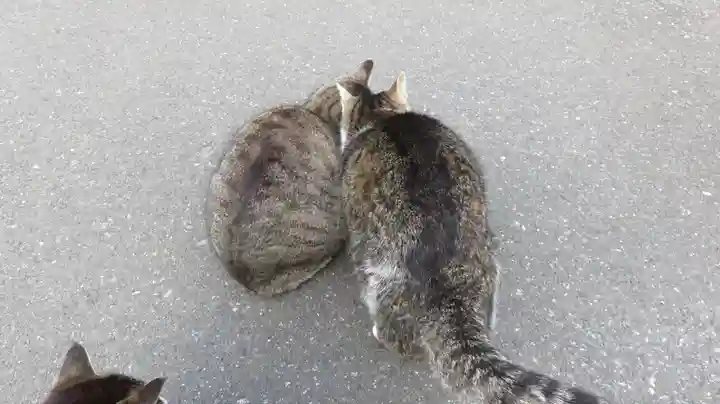 御誕生寺(猫寺)の動物