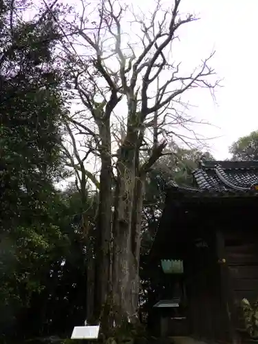 倉田八幡宮の自然