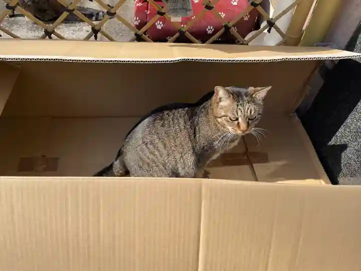 白金氷川神社の動物