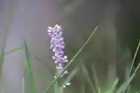 愛宕神社の自然