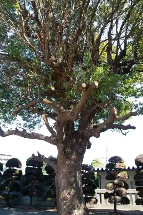 公所浅間神社の自然