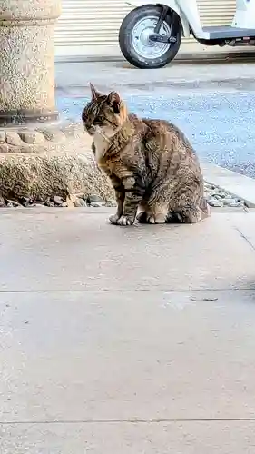 白金氷川神社の動物