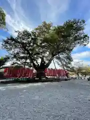 秩父今宮神社(埼玉県)