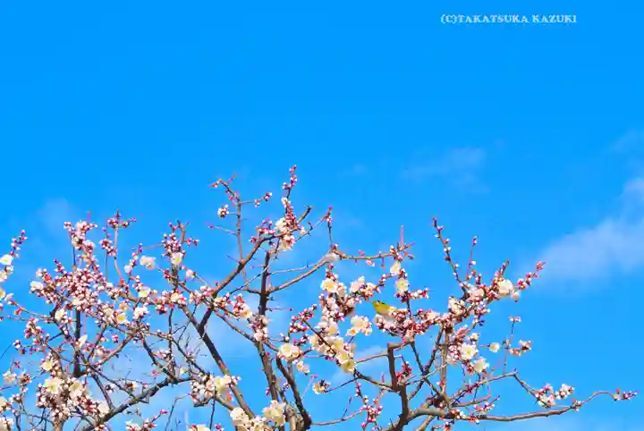 湯島天満宮(東京都)