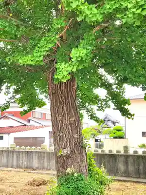 八幡神社の自然