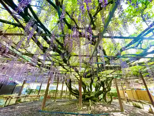 太巌寺（ふじの寺）(三重県)