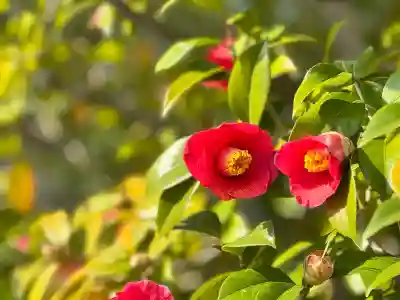 満月寺（浮御堂）の{uncategorized: "未分類", other: "その他", undefined: "問題あり", building: "その他建物", grave: "お墓", sacred_gate: "鳥居", guardian: "狛犬", statue: "像", buddha: "仏像", history: "歴史", nature: "自然", garden: "庭園", animal: "動物", pagoda: "塔", temizu: "手水舎", mountain_gate: "山門・神門", sanctuary: "本殿・本堂", subordinate: "末社・摂社", art: "芸術", scenery: "景色", jizo: "地蔵", ema: "絵馬", goshuin: "御朱印", omikuji: "おみくじ", items: "授与品その他", amulet: "お守り", goshuincho: "御朱印帳", eats: "食事", festival: "お祭り", votive_dance: "神楽", shichigosan: "七五三参", wedding: "結婚式", experience: "体験その他", initially: "初詣", around: "周辺", anti_infection: "感染症対策"}