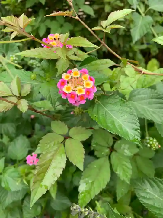 豊受稲荷本宮の自然