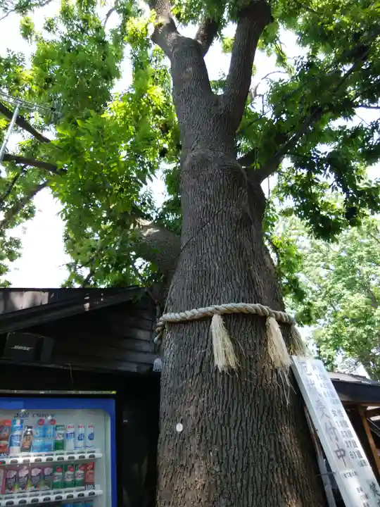 札幌諏訪神社の自然