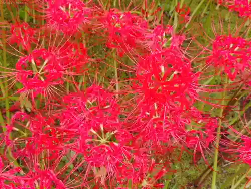 横浜　西方寺の自然