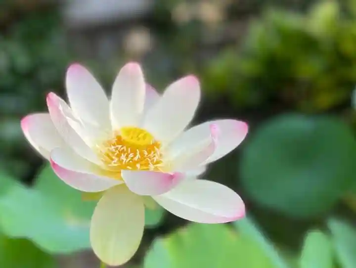 伊勢の国 四天王寺の自然