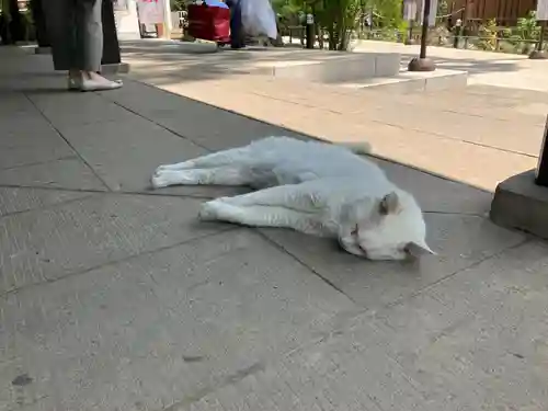 愛宕神社の動物