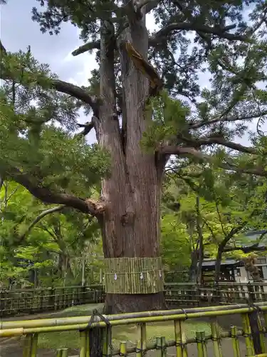 日高神社の自然