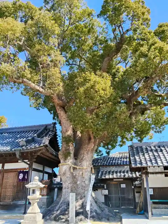 踞尾八幡神社の{uncategorized: "未分類", other: "その他", undefined: "問題あり", building: "その他建物", grave: "お墓", sacred_gate: "鳥居", guardian: "狛犬", statue: "像", buddha: "仏像", history: "歴史", nature: "自然", garden: "庭園", animal: "動物", pagoda: "塔", temizu: "手水舎", mountain_gate: "山門・神門", sanctuary: "本殿・本堂", subordinate: "末社・摂社", art: "芸術", scenery: "景色", jizo: "地蔵", ema: "絵馬", goshuin: "御朱印", omikuji: "おみくじ", items: "授与品その他", amulet: "お守り", goshuincho: "御朱印帳", eats: "食事", festival: "お祭り", votive_dance: "神楽", shichigosan: "七五三参", wedding: "結婚式", experience: "体験その他", initially: "初詣", around: "周辺", anti_infection: "感染症対策"}