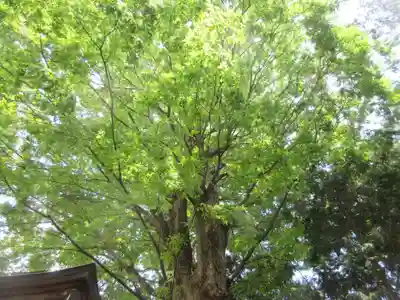 上粕屋神社(神奈川県)