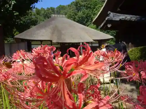 横浜　西方寺の自然