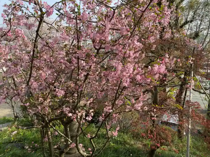 五所八幡宮の自然
