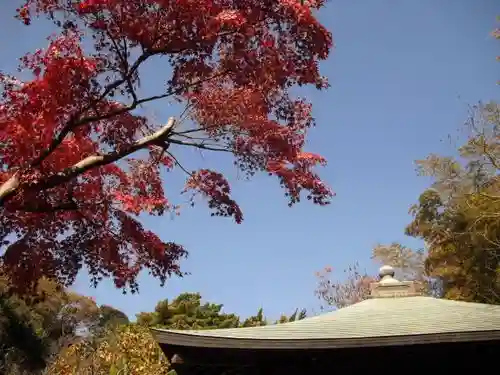 浄光明寺の自然
