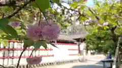 平野神社の自然