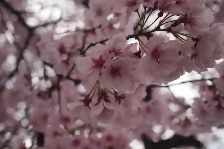 武田八幡宮(山梨県)