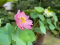 伊勢の国 四天王寺の自然