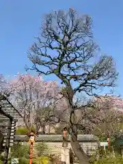 芳林寺(埼玉県)