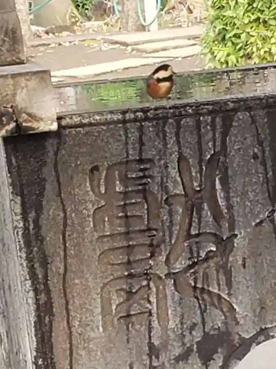 鳩森八幡神社の動物