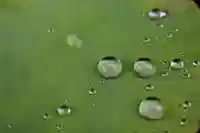 下総国三山 二宮神社の自然