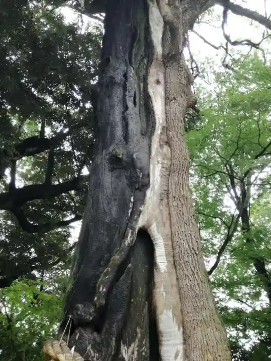常陸國總社宮の自然