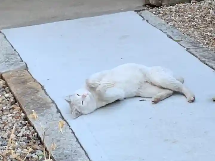 三輪神社の動物