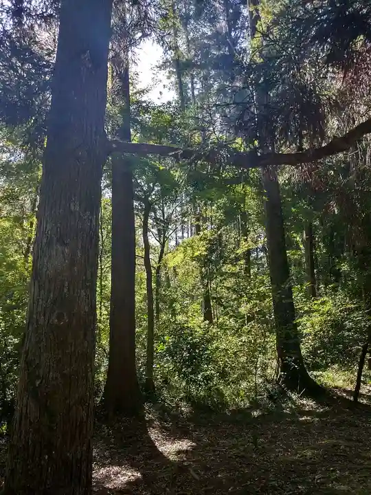 武蔵陵墓地の自然