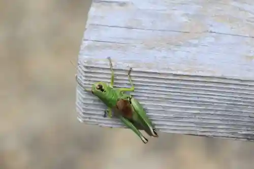大六天麻王神社の自然