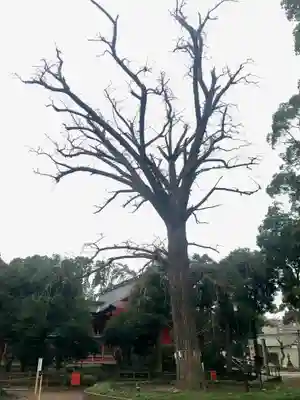 飯香岡八幡宮(千葉県)