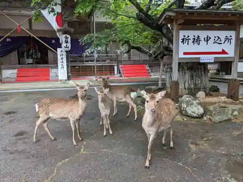 金華山黄金山神社(宮城県)