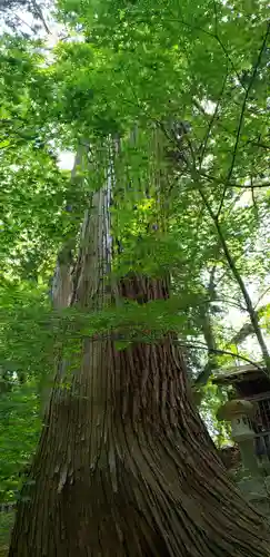 岩角山 岩角寺の自然