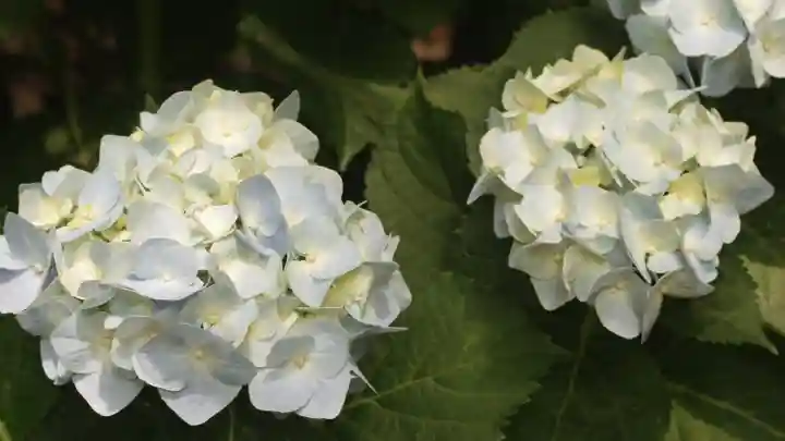 岡寺(龍蓋寺)(奈良県)