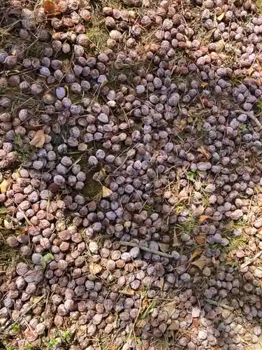 河合神社(茨城県)