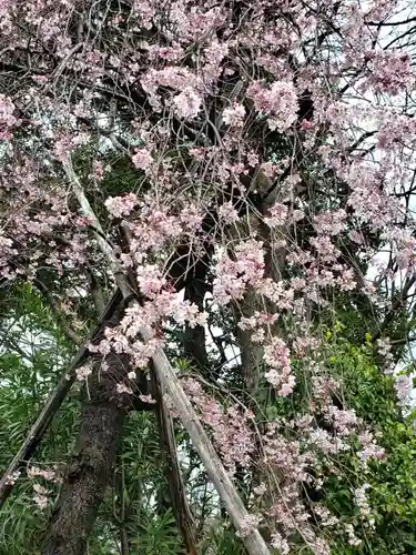 阿佐ヶ谷神明宮の自然
